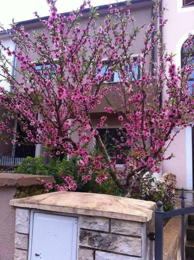 Apartman Ivankovic*** Pula Dış mekan fotoğraf